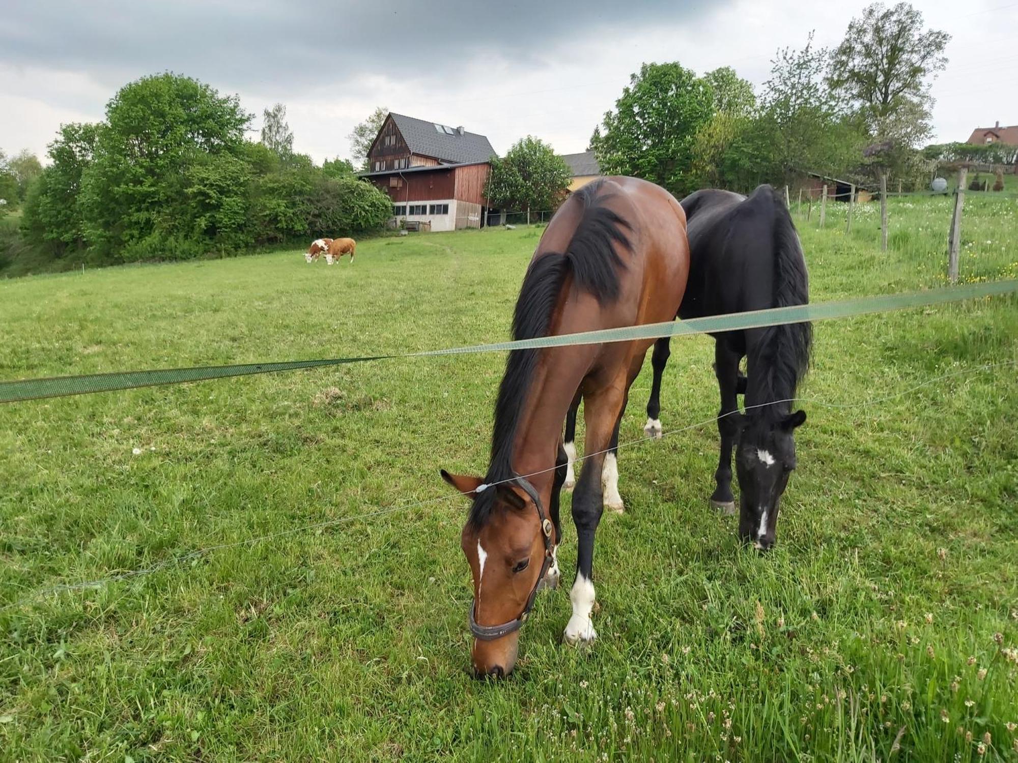 Glamping-Paradies Am Dengler Hof Hohenberg an der Eger ภายนอก รูปภาพ